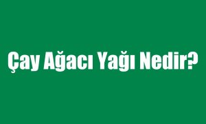 çay ağacı nedir